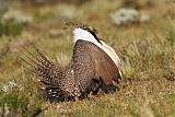 Greater Sage-Grouse